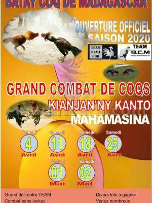 Bataille coq de Madagascar Kianjan'ny Kanto Mahamasina