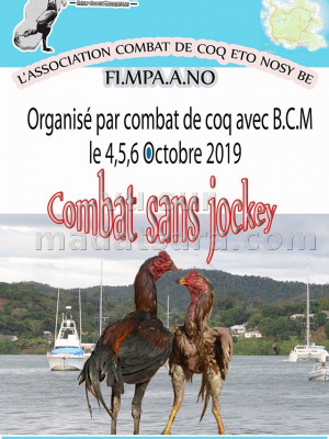 Combat de coqs sans jockey -